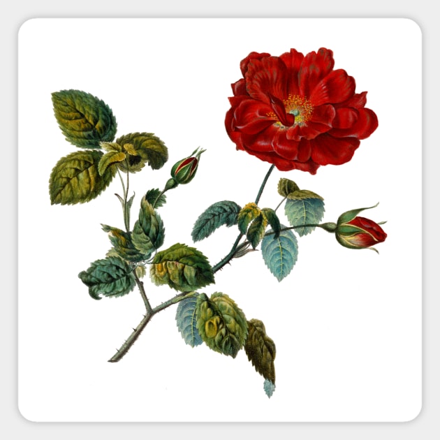 Rosa Gallica French Rose Magnet by AntiqueImages